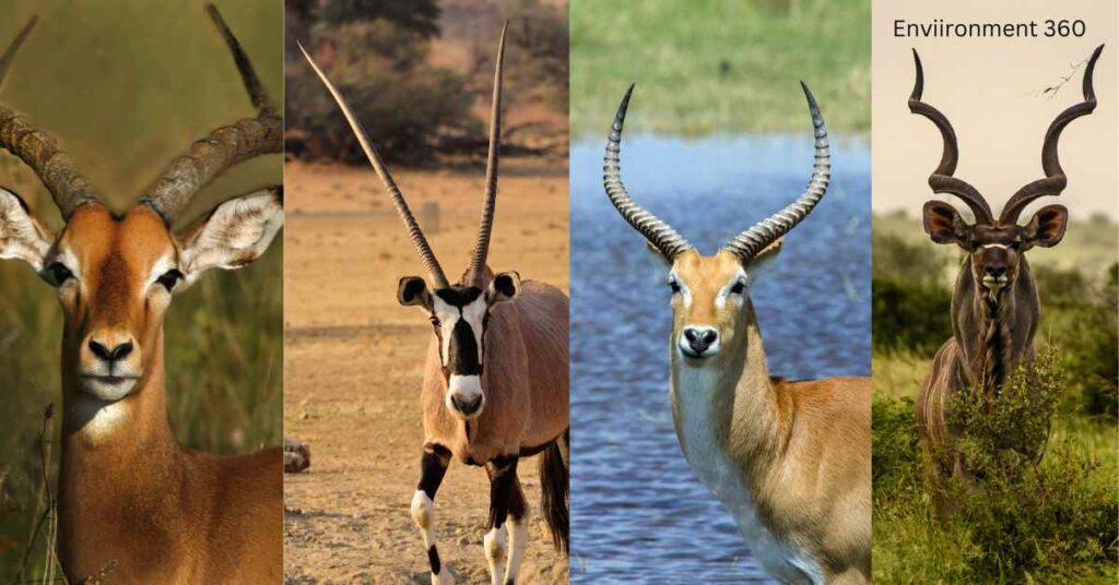 african animals with horns