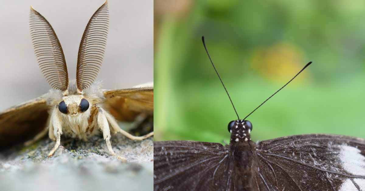 antennae moth