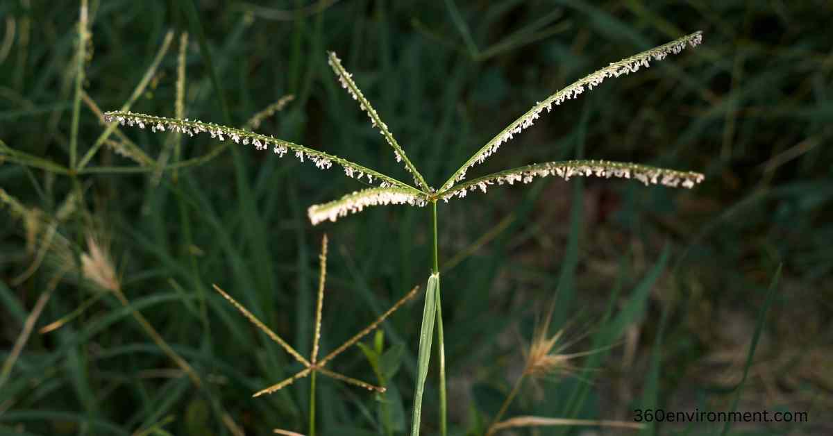 bahama grass