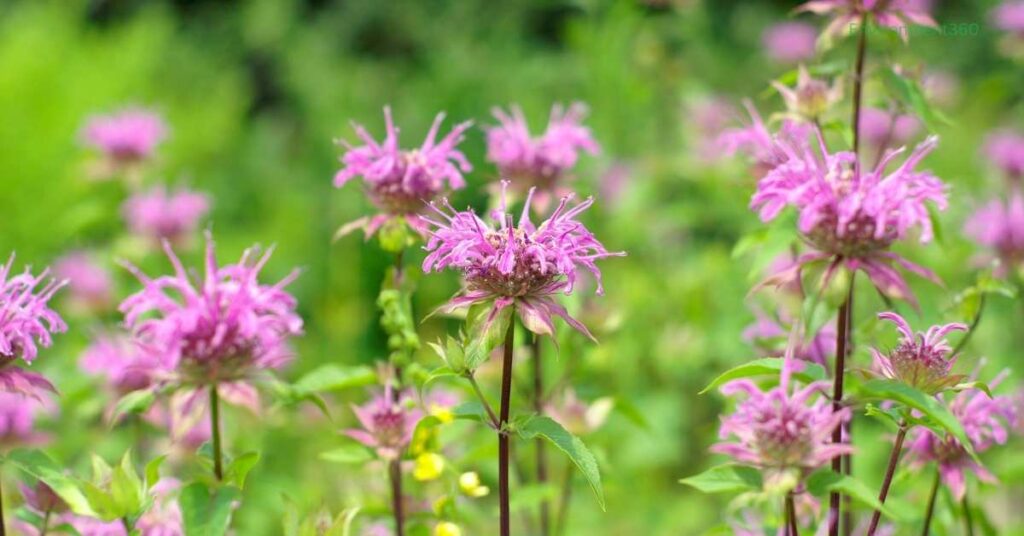 bergamot flower