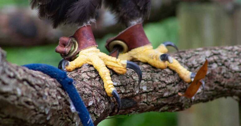 Bird Talons: The Ultimate Tools of Survival in the Avian World