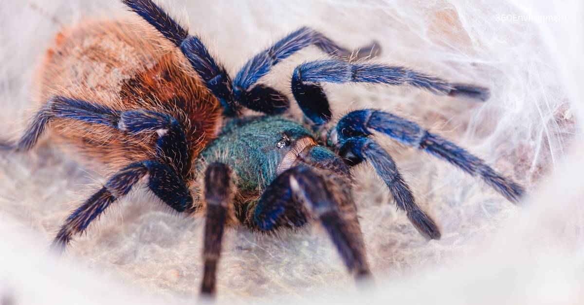 chromatopelma cyaneopubescens