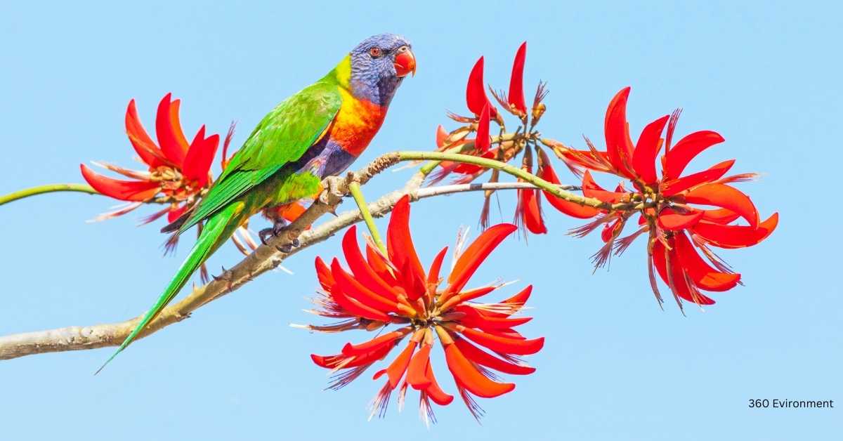 coral tree safe for parrots