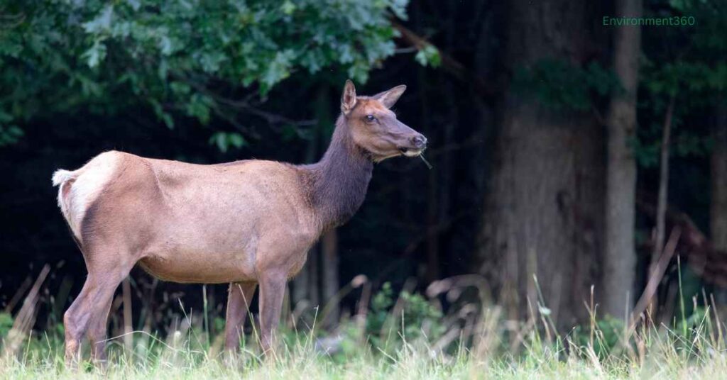 cow elk