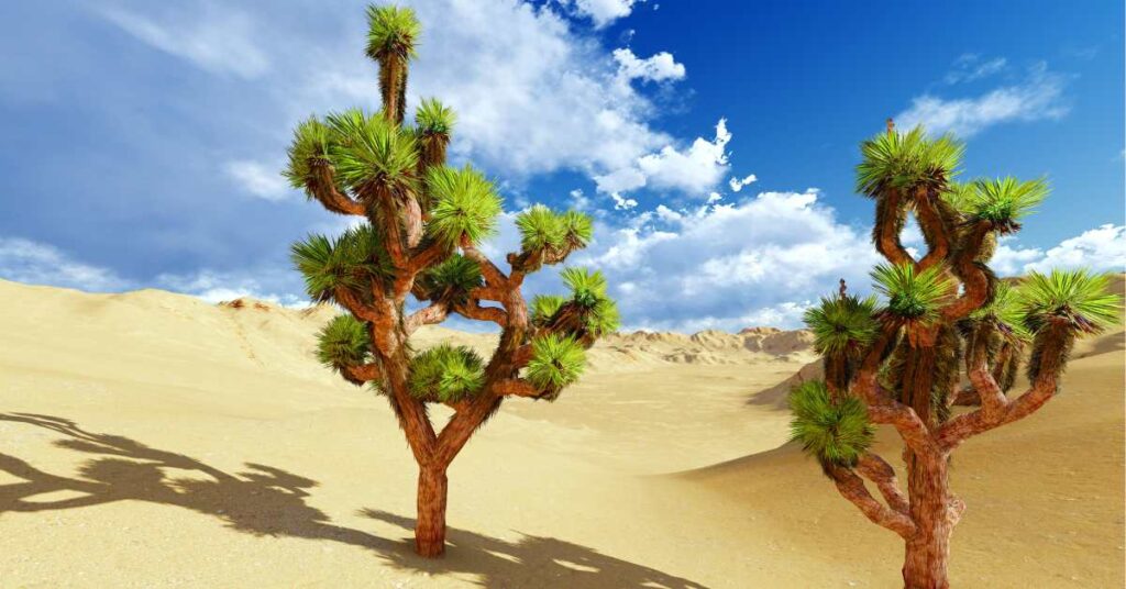 desert trees