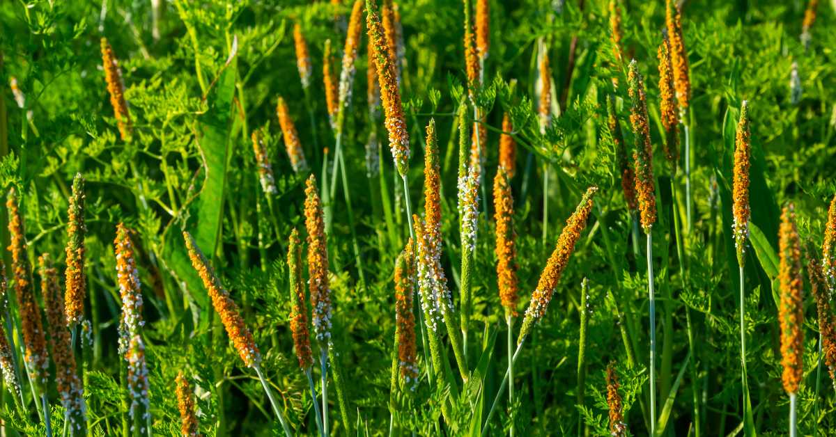 fox tail grass