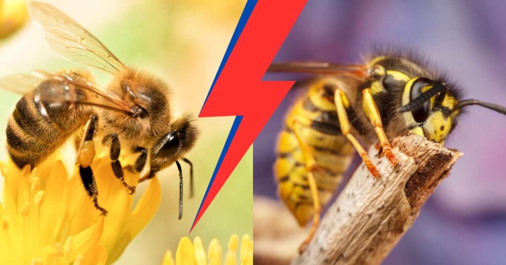 honey bee vs yellow jacket