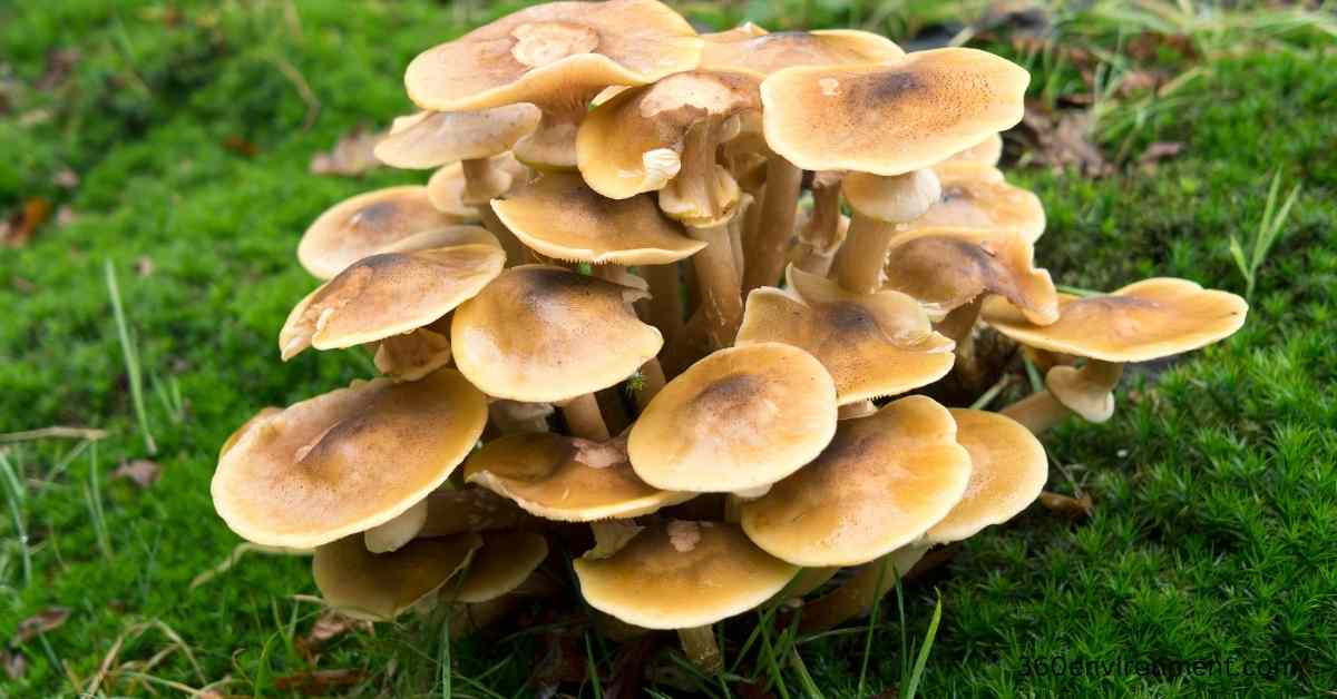 honey fungus cultivation