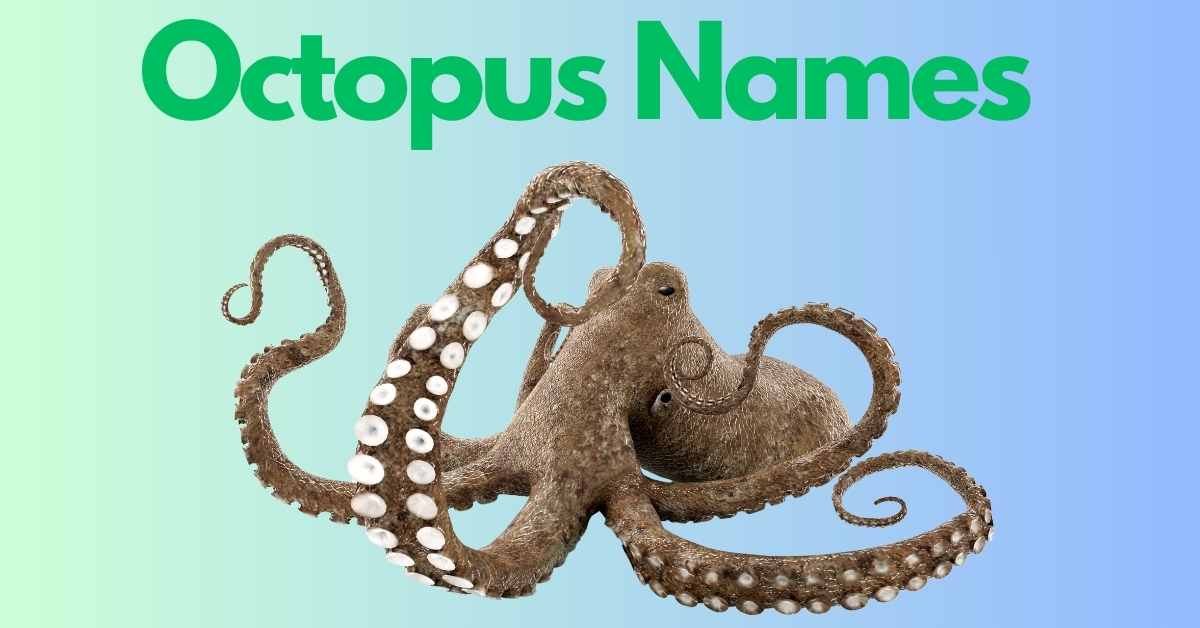 octopus names