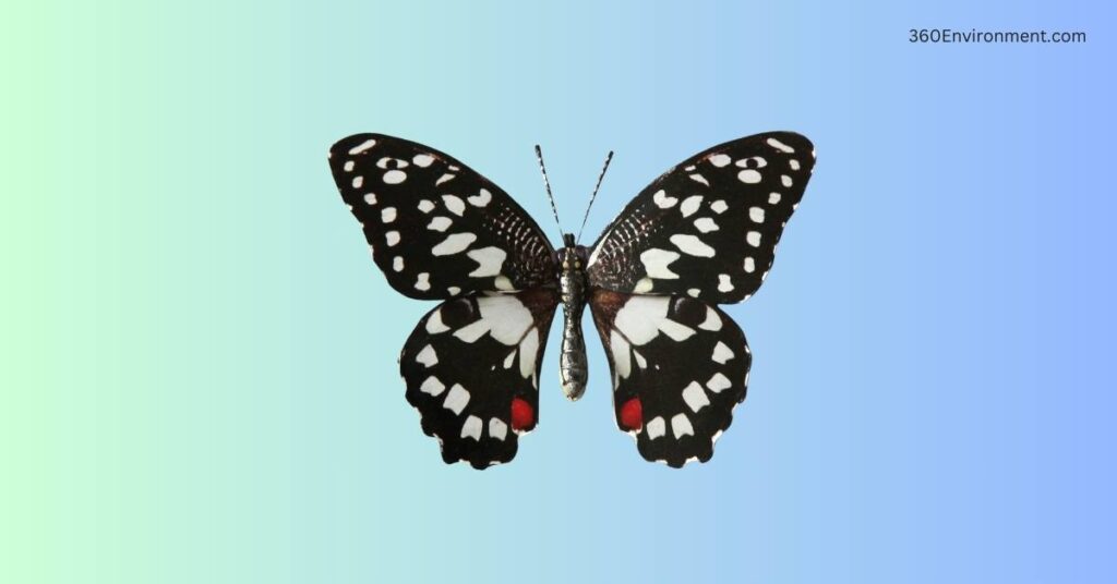 ornithoptera