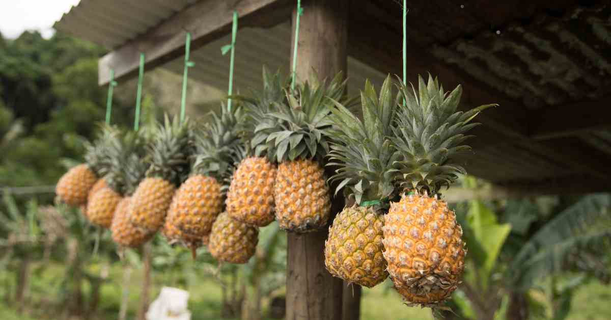 pinapple class