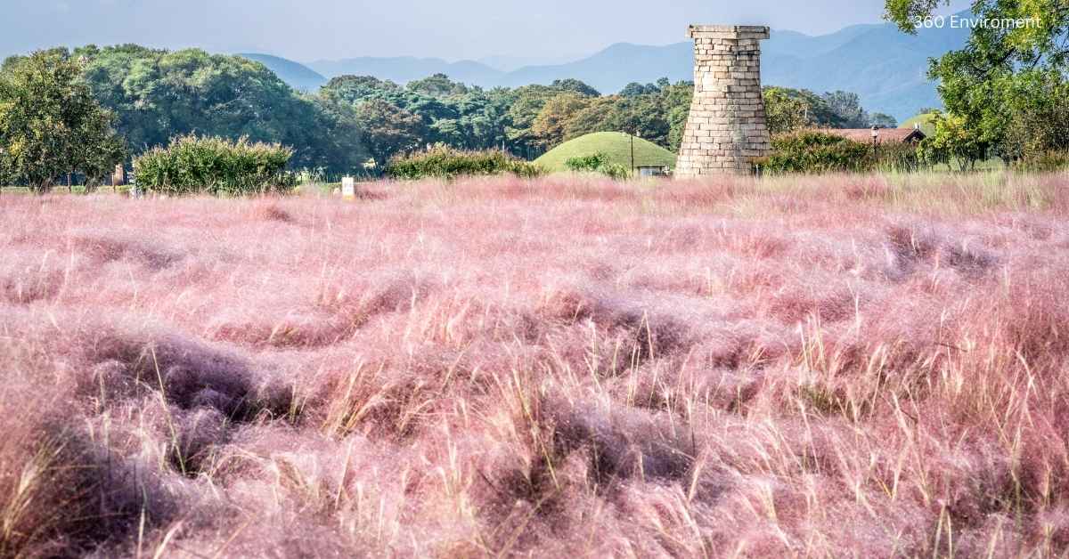 pink grass