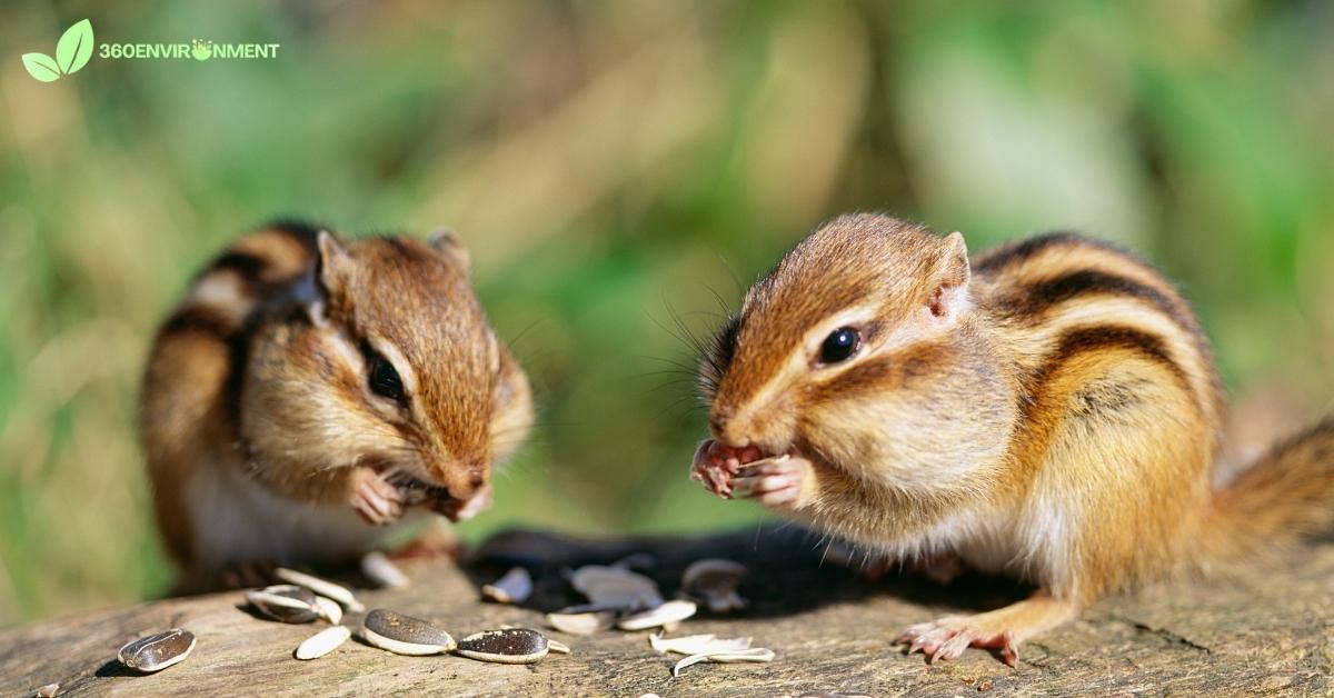 baby chipmunk