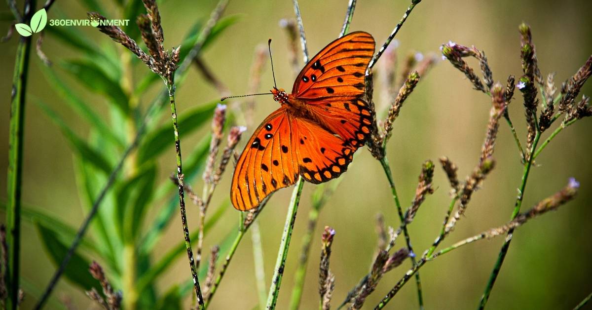 orange butterflies