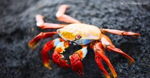 sally lightfoot crab