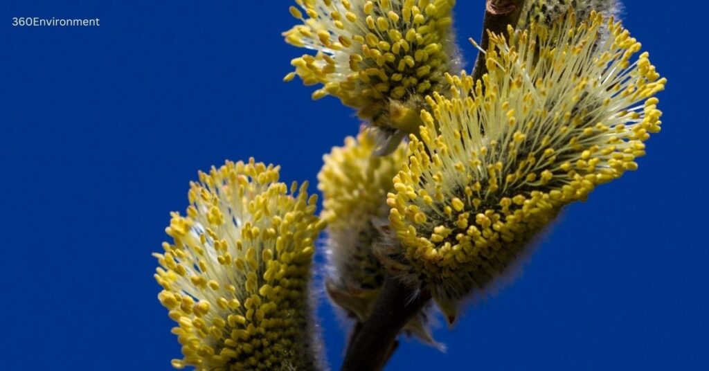 willow flower