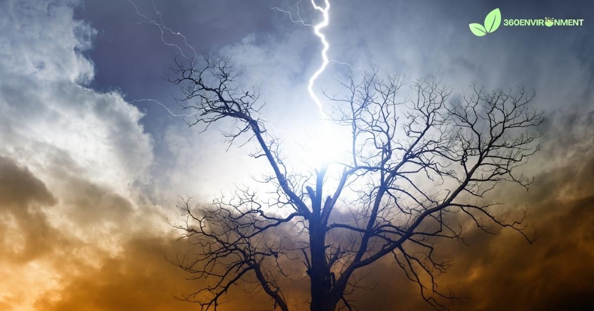 lightning struck tree