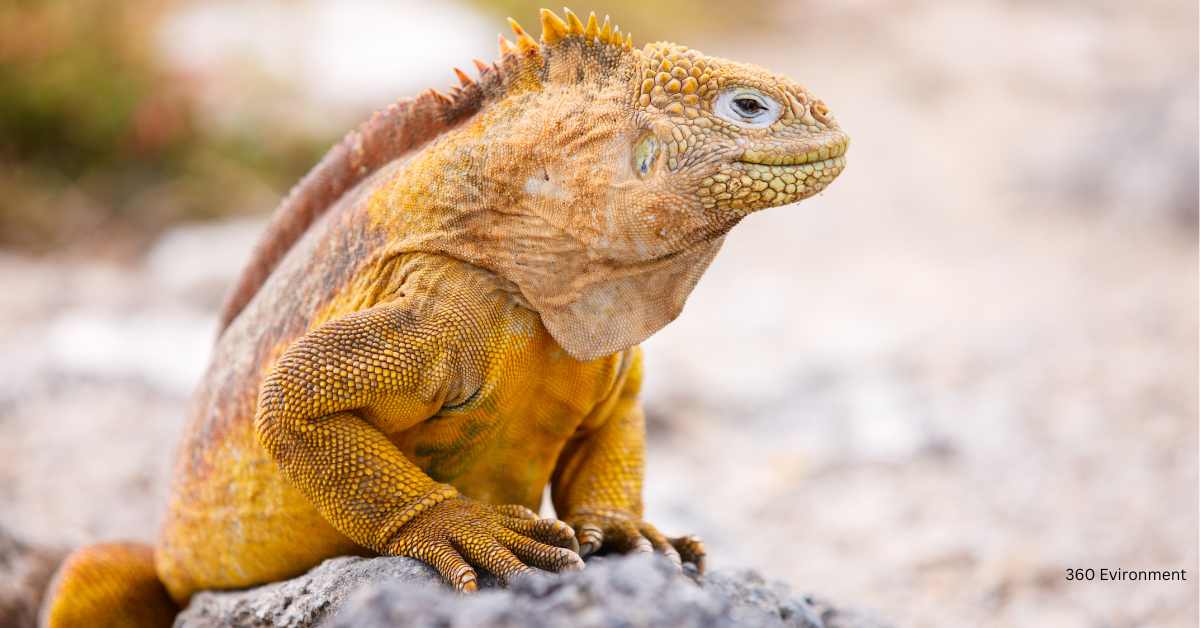 orange iguana