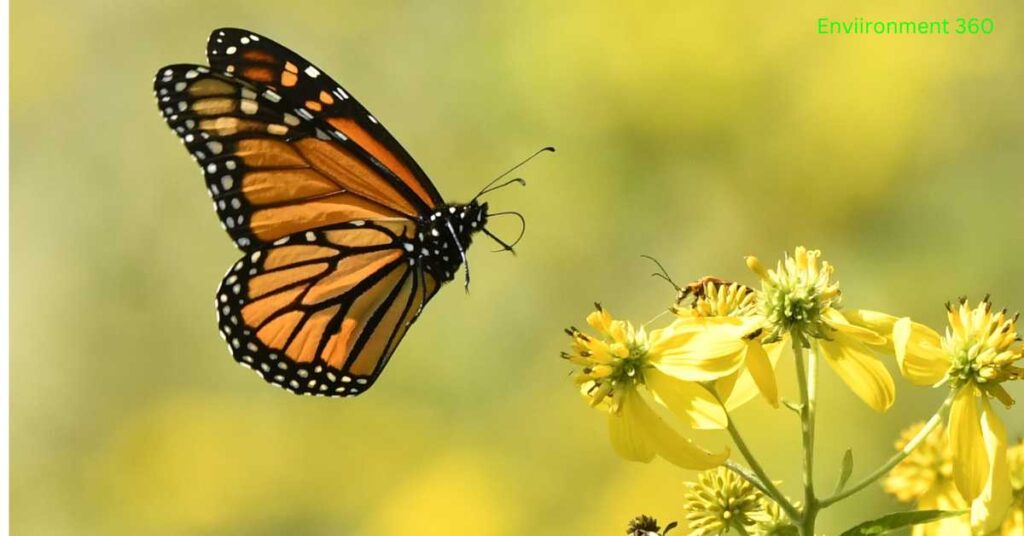 yellow monarch butterfly