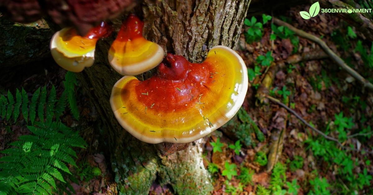 tree mushrooms