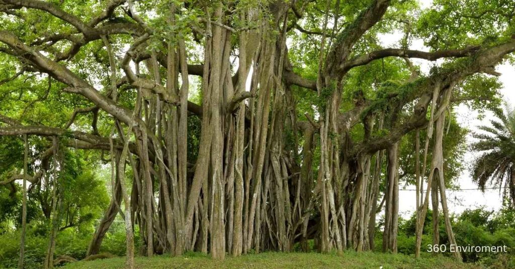 tree where brances vine to the ground