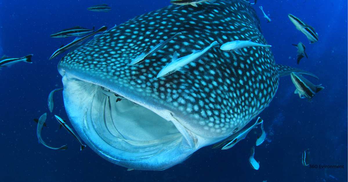 whale shark teeth