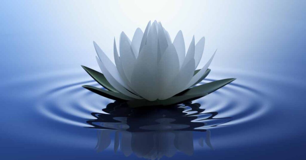 white lotus flower