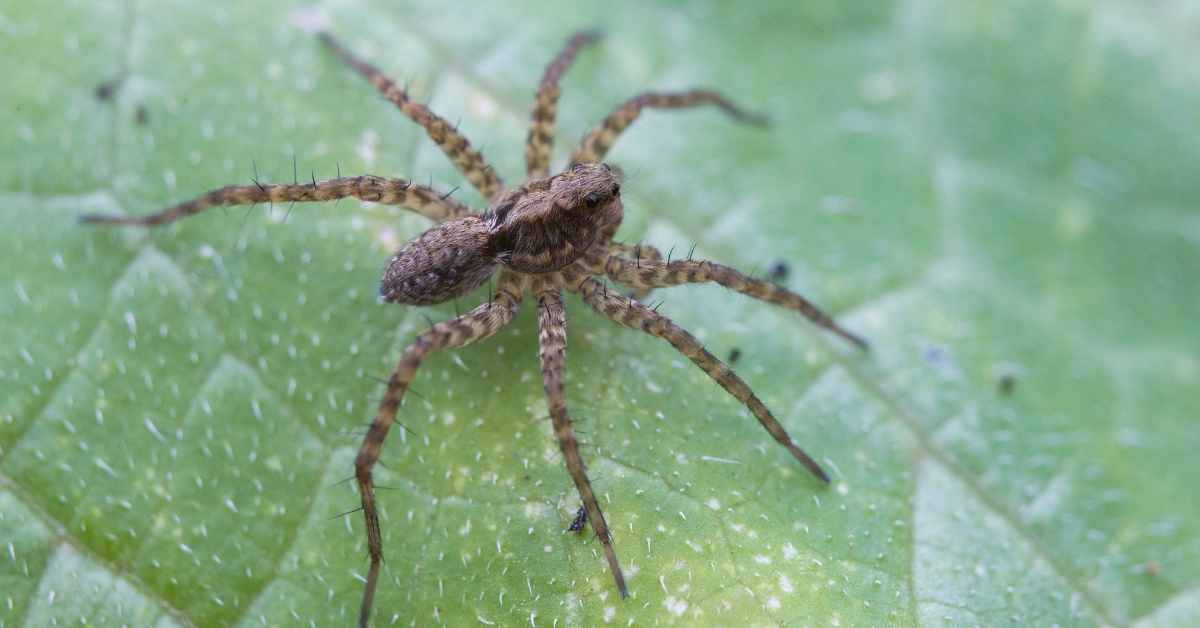 wolf spider california