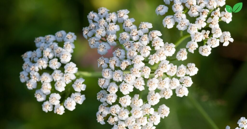 achillea