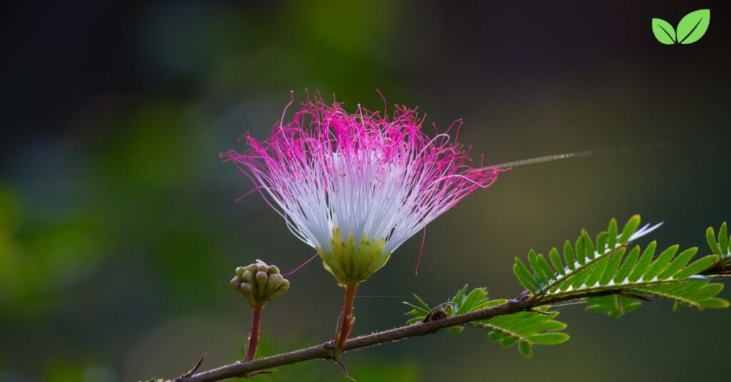 albizia julibrissin