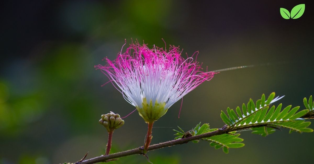 albizia julibrissin