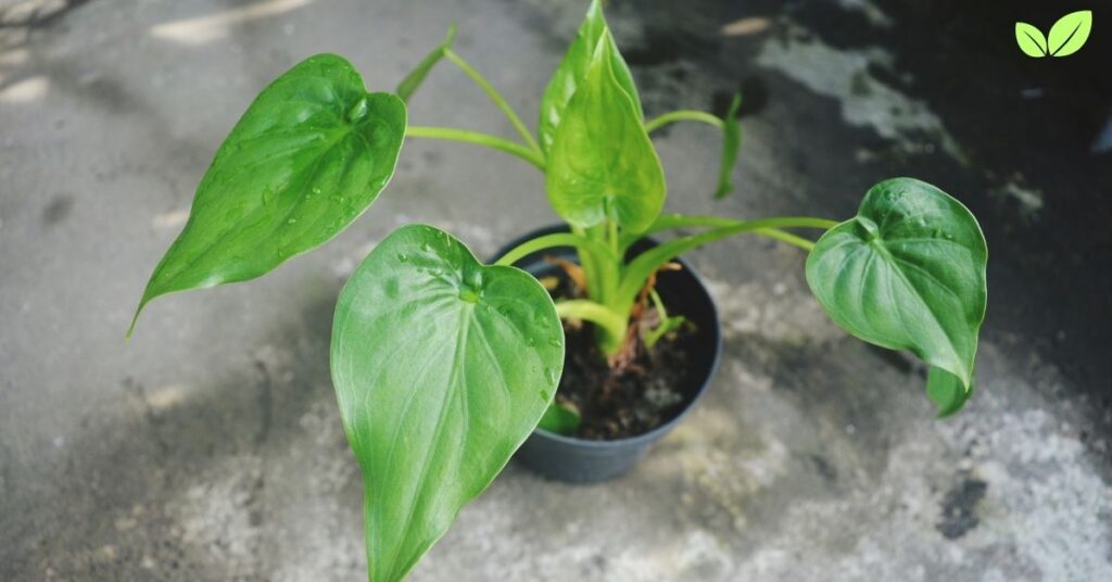 alocasia cucullata