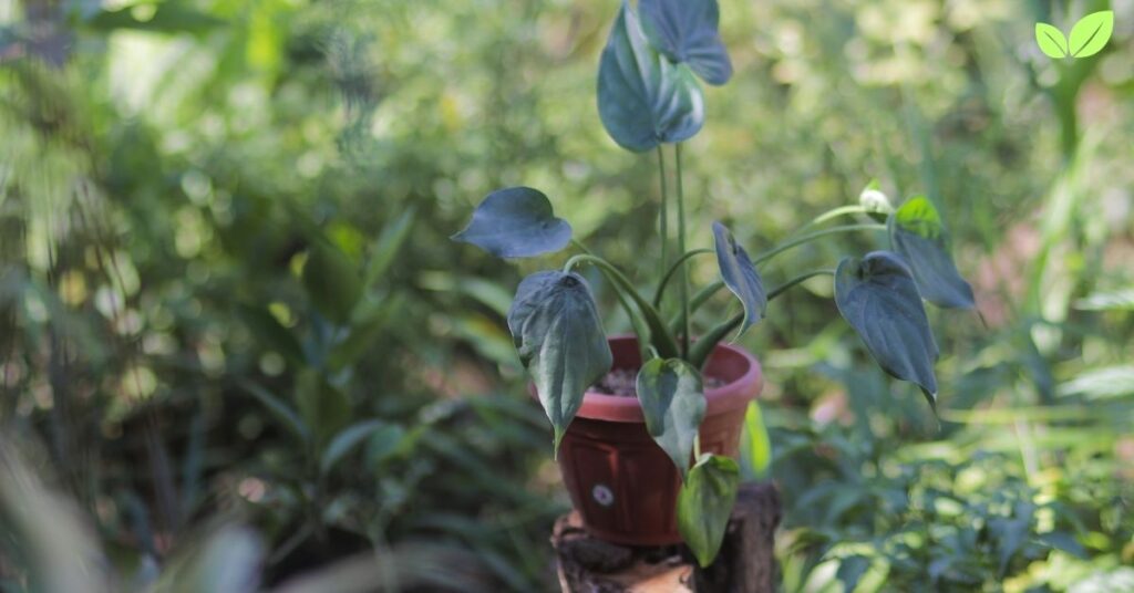 alocasia cucullata