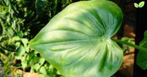 alocasia cucullata