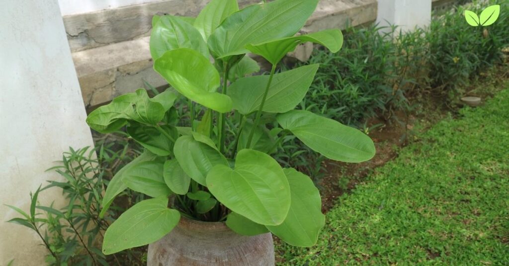 alocasia cucullata