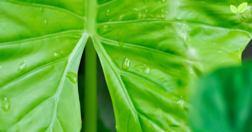 alocasia cucullata