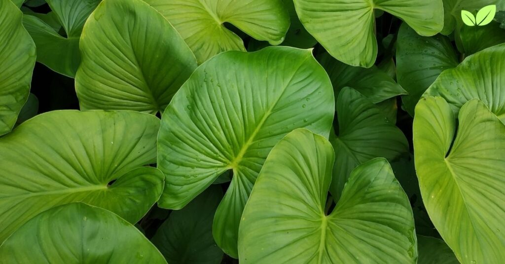 alocasia cucullata