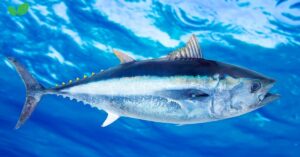 atlantic tuna