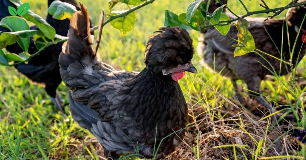 bantam chickens