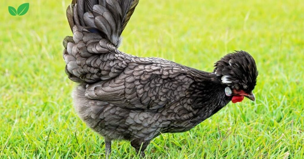 bantam chickens