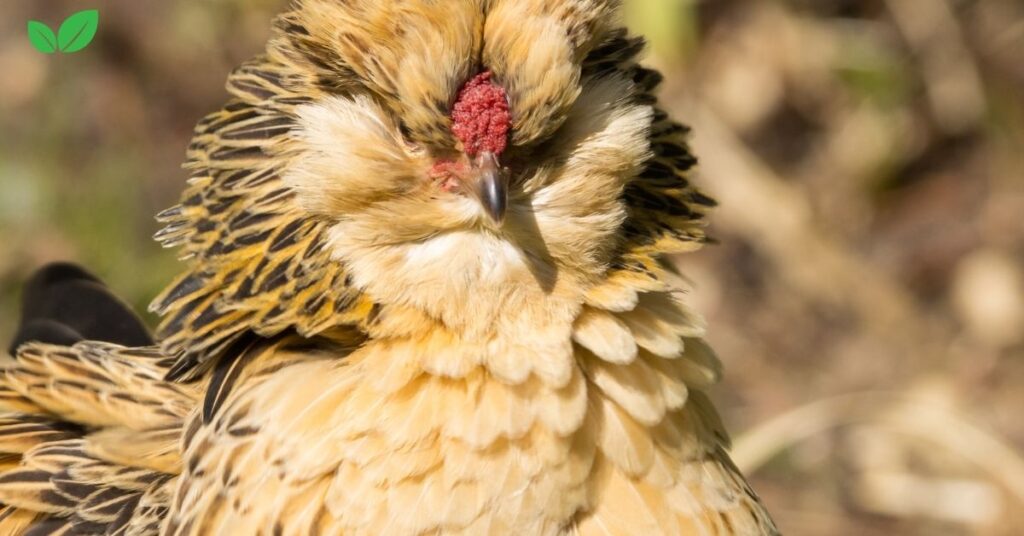 bantam chickens