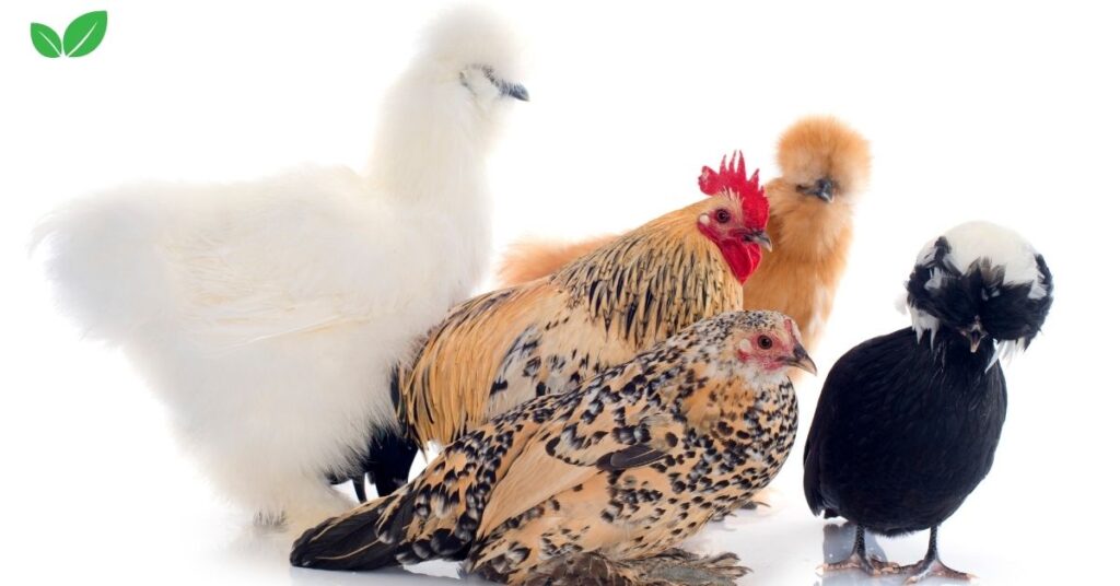 bantam chickens