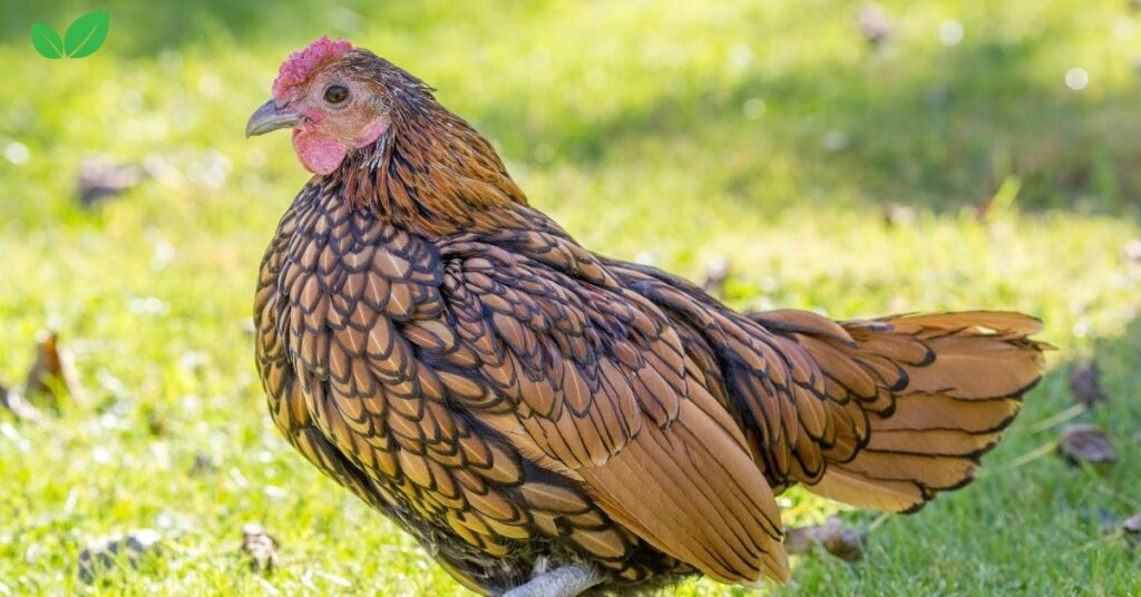 bantam chickens