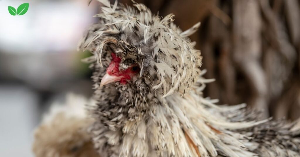 bantam chickens