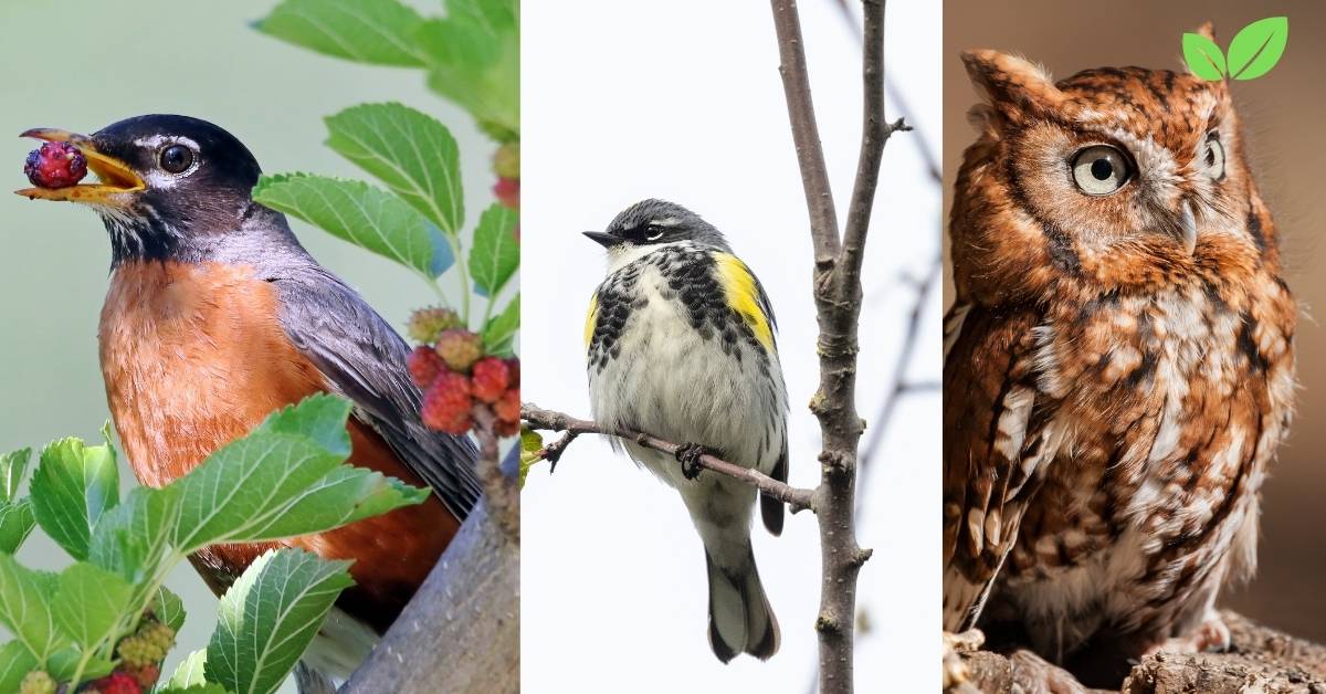 birds found in cedar trees