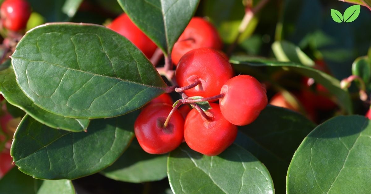 can gaultheria procumbens be found in alaska