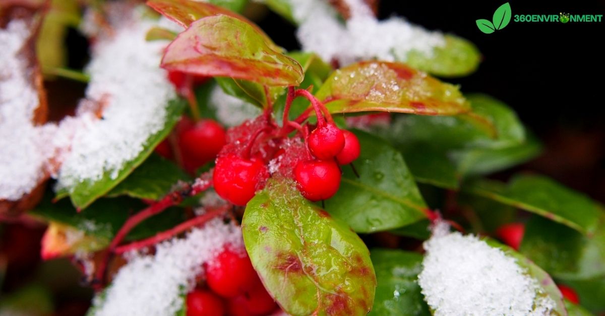 can wintergreen be found in alaska