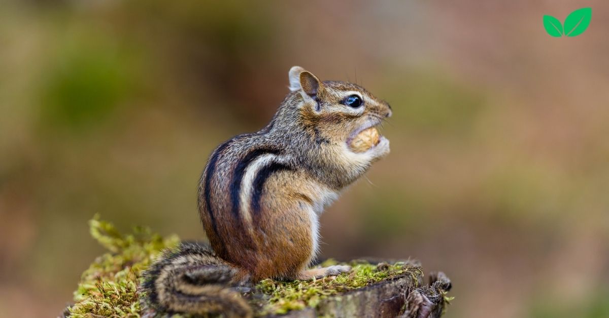 chipmunk droppings