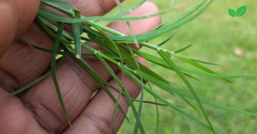 cynodon grass