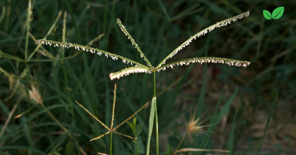 cynodon grass